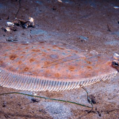 English sole camouflaged against sandy seafloor, both eyes visible on its upward-facing side