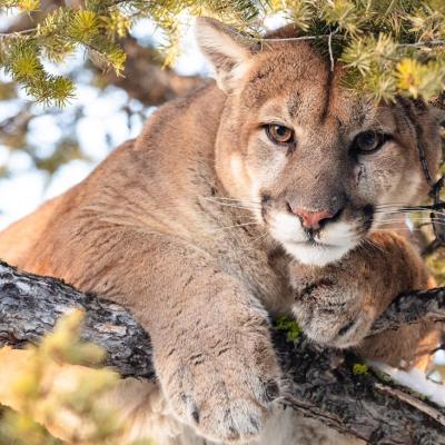 Cougar in tree. Photo courtesy of National Park Service. 