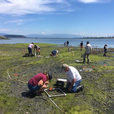 Fidalgo Bay Citizen's Stewardship Committee volunteers conduct intertidal monitoring surveys during low tide at Fidalgo Bay Aquatic Reserve. Photo: Erica Bleke/DNR