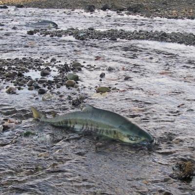 Two fish in shallow water of a gravel river bed with a rocky shoreline in the background.