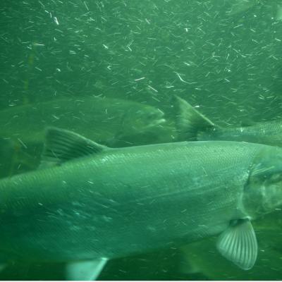 A close-up of a fish with several behind it in water behind glass.