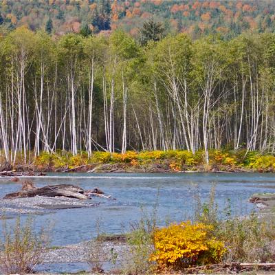 The Nooksack River in autumn.