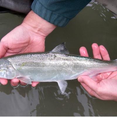 A close-up of hands over water holding a fish with some small, dark spots its topside.