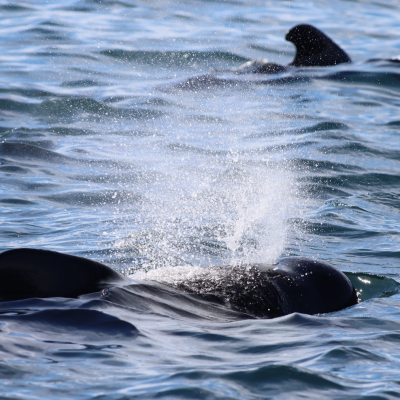 Two pilot whales, one surfacing with a visible spray, the other in the background with only a dorsal fin showing.