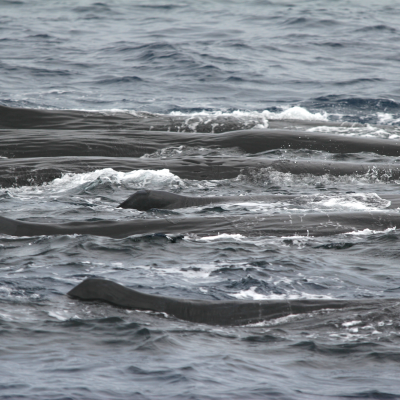 A group of sperm whales breaking the surface together in gray water.