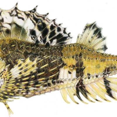 An illustration of the fourhorn poacher (Hypsagonus quadricornis). Copyright: Joseph R. Tomelleri
