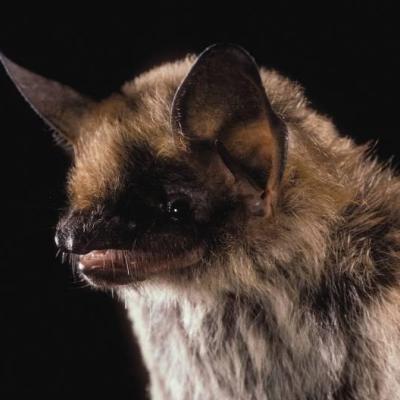 Fringed Myotis. Photo © Merlin D. Tuttle, Bat Conservation International, www.batcon.org