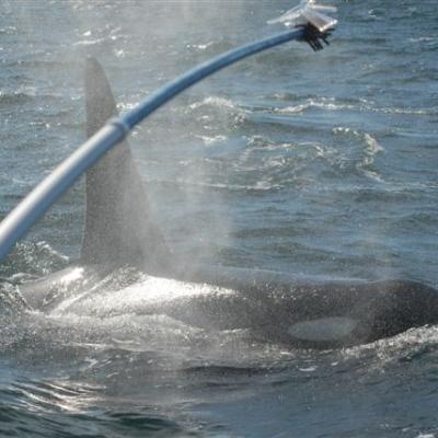 Mist from the breath of killer whales is collected at the end of a long pole then tested for dozens of different types of bacteria. Photo: Pete Schroeder