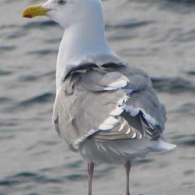 Glaucus-winged gull. Image courtesy of USGS. 