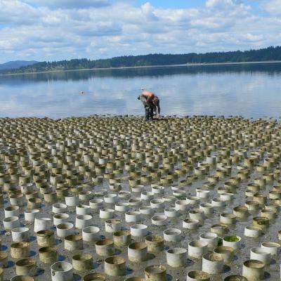 A geoduck farm near Totten Inlet between Shelton and Olympia. Photo: KBCS (CC BY 2.0) https://flic.kr/p/8gHRA8