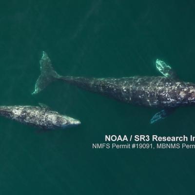 Gray whale and calf