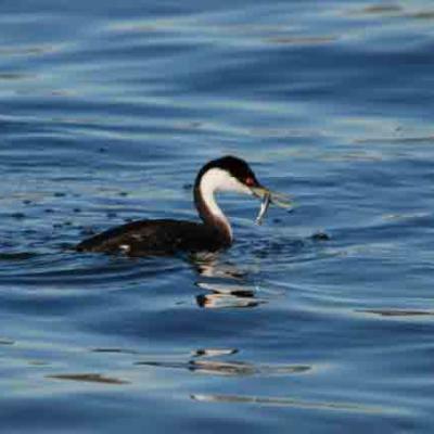 Birds that dive and forage for fish in the Salish Sea, including this western grebe, are 11 times more likely to experience population declines than other birds in the area, a UC Davis study found. Photo courtesy of UC Davis. All rights reserved.