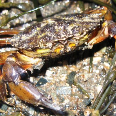 Carcinus maenas. 