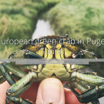 European green crab story map cover image