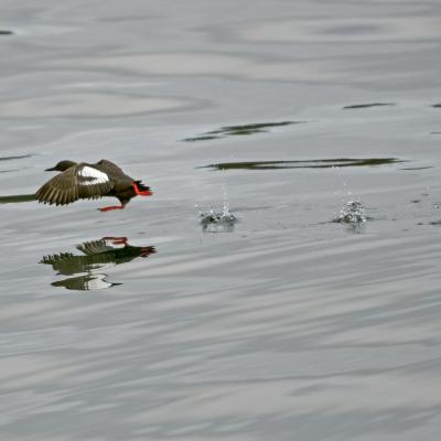 Pigeon guillemot taking flight over water. Photo: Patty McGann (CC BY-NC 2.0) https://flic.kr/p/opywhG