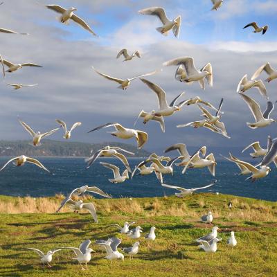Glaucous-winged gulls in flight at Protection Island National Wildlife Refuge. Photo: Peter Davis/U.S. Fish and Wildlife Service
