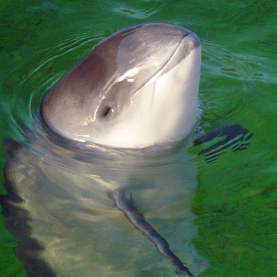 Close up of Phocoena phocoena. Photo: AVampireTear (CC BY-SA 3.0) https://commons.wikimedia.org/wiki/File:Daan_Close_Up.PNG