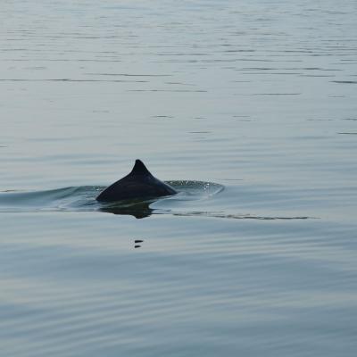 Harbor porpoise surfacing. Photo: Erin D'Agnese, WDFW