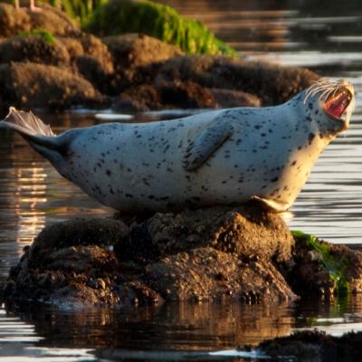 Harbor seal vocalizing on rock. Credit: G.E. Davis