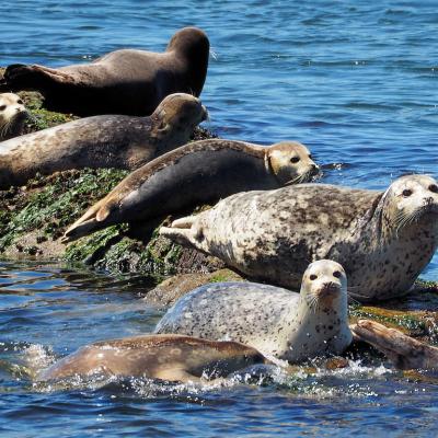 Several harbor seals lying on a rock