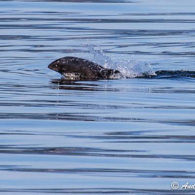 Harbor Porpoise (Phocoena phocoena). Bellingham Bay, WA. Photo: Andrew Reding (CC BY-NC-ND 2.0) 