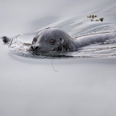 Harbor seal in the water