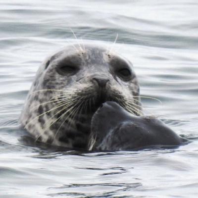 Adult harbor seal with pup. Photo: Mark Ahlness (CC BY-NC-ND 2.0) 