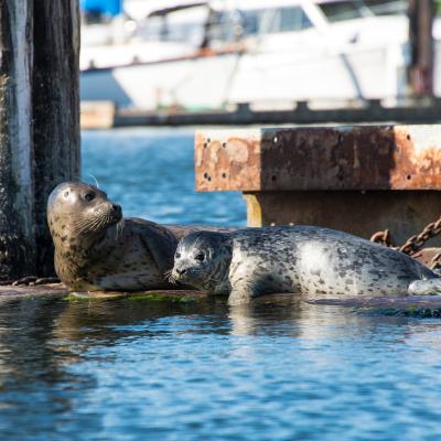 An adult and juvenile harbor seal hauled out on a dock on a sunny day.