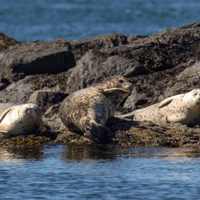 Harbor seals, San Juan Islands. Photo: Mick Thompson (CC BY-NC 2.0) https://flic.kr/p/JVtiJy 