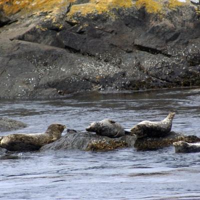 Harbor seals, Lopez Island, WA. Photo: Bethany Weeks (CC BY-NC 2.0) https://flic.kr/p/6Mnq5k