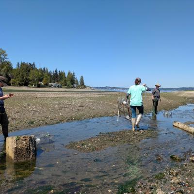 Three people setting crab traps in shallow mudflats.