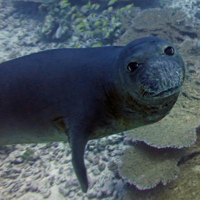 A Hawaiian monk seal at Papahānaumokuākea Marine National Monument. Photo by: Karen Bryan/Hawaiian Institute of Marine Biology (CC BY-NC 2.0) https://www.flickr.com/photos/papahanaumokuakea/38322932854
