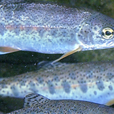 Salmon smolts. Photo courtesy of Governor's Salmon Recovery Office 