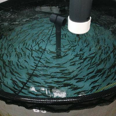 Pathogen-free herring are reared from eggs to allow a wide range of experiments on infectious organisms at the Marrowstone Marine Field Station. Photo: Christopher Dunagan