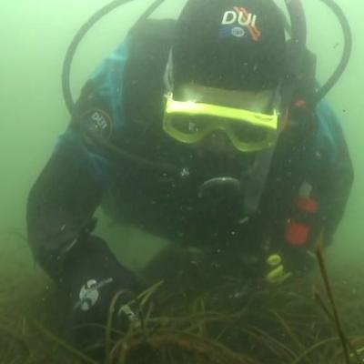 Herring spawn research in Puget Sound. Photo courtesy of NOAA