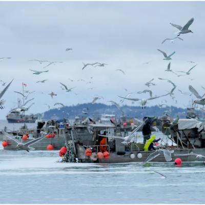 Herring fishing boats in the Strait of Georgia, BC