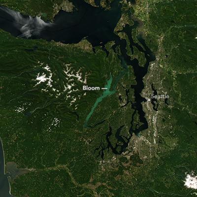 A milky, turquoise, phytoplankton bloom in Hood Canal visible from space. Natural color MODIS image from Landsat 8 acquired July 24, 2016. Photo: NASA Earth Observatory https://earthobservatory.nasa.gov/NaturalHazards/view.php?id=88454