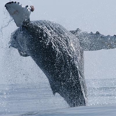 A humback whale breaching