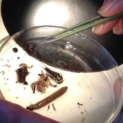 Benthic invertebrates range in size from those easily seen with the naked eye to those that cannot be spotted without the use of a microscope. Photo: Christopher Dunagan