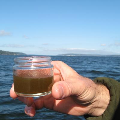 Phytoplankton collected in a jar carry toxic chemicals they picked up from Puget Sound. Photo: WDFW