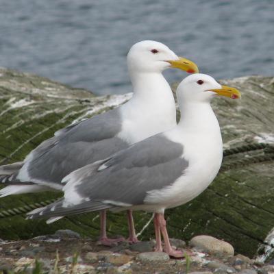 Glaucous-winged gulls. Photo courtesy of James Hayward. 
