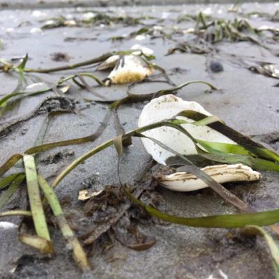 Eelgrass at low tide. Photo by Olivia Graham. 