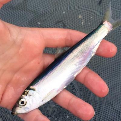 Pacific herring are small forage fish that fit in the palm of your hand. Photo: Margaret Siple