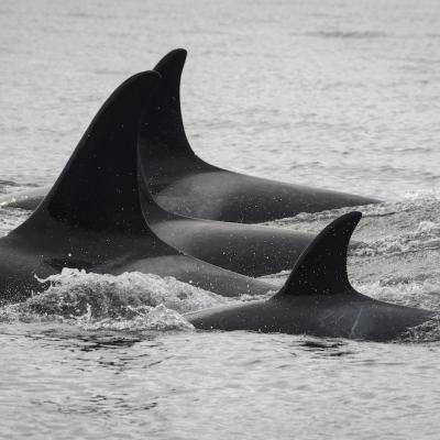 A group of southern resident killer whales swimming together near San Juan Island. Photo: Katy Foster/NOAA Fisheries, under permit 18786