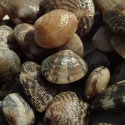 Juvenile Manila clams. Photo: Julie Barber
