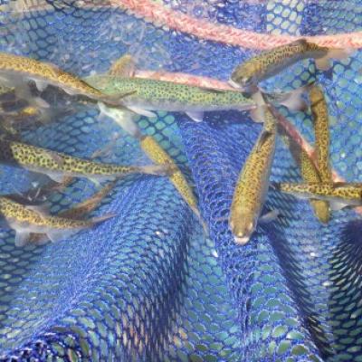 Juvenile salmon in seine. Photo courtesy: Long Live the Kings https://lltk.org/