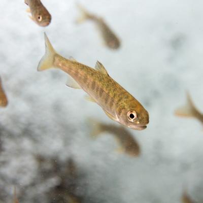 Juvenile coho salmon swimming with distinctive brown-gold coloring and large eye visible