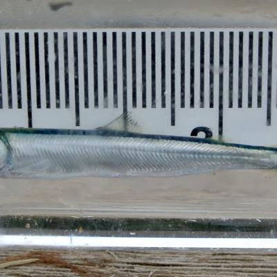 Small, silvery fish placed against a ruler.