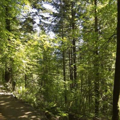 Red alder, a deciduous species that often grows in disturbed areas. Photo copyright King County. 