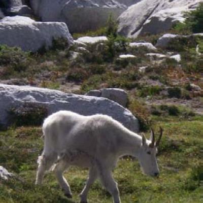Mountain goats are commonly found in alpine habitat. Photo by Jennifer Vanderhoof.